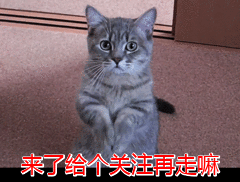 暹罗猫为什么越来越多的人养呢。网友：养大后才知道“真香”