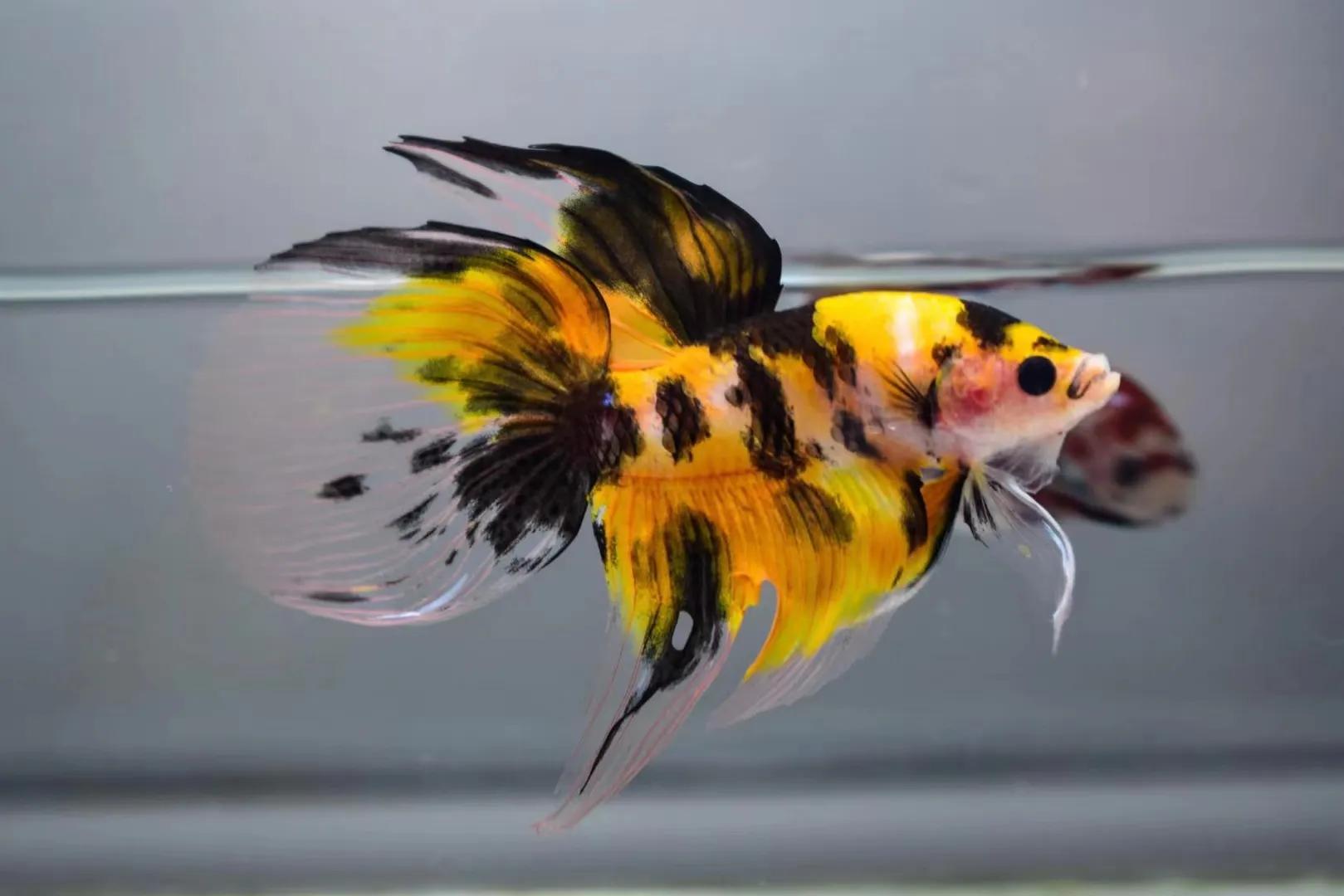 泰国斗鱼品种简介马尾斗鱼