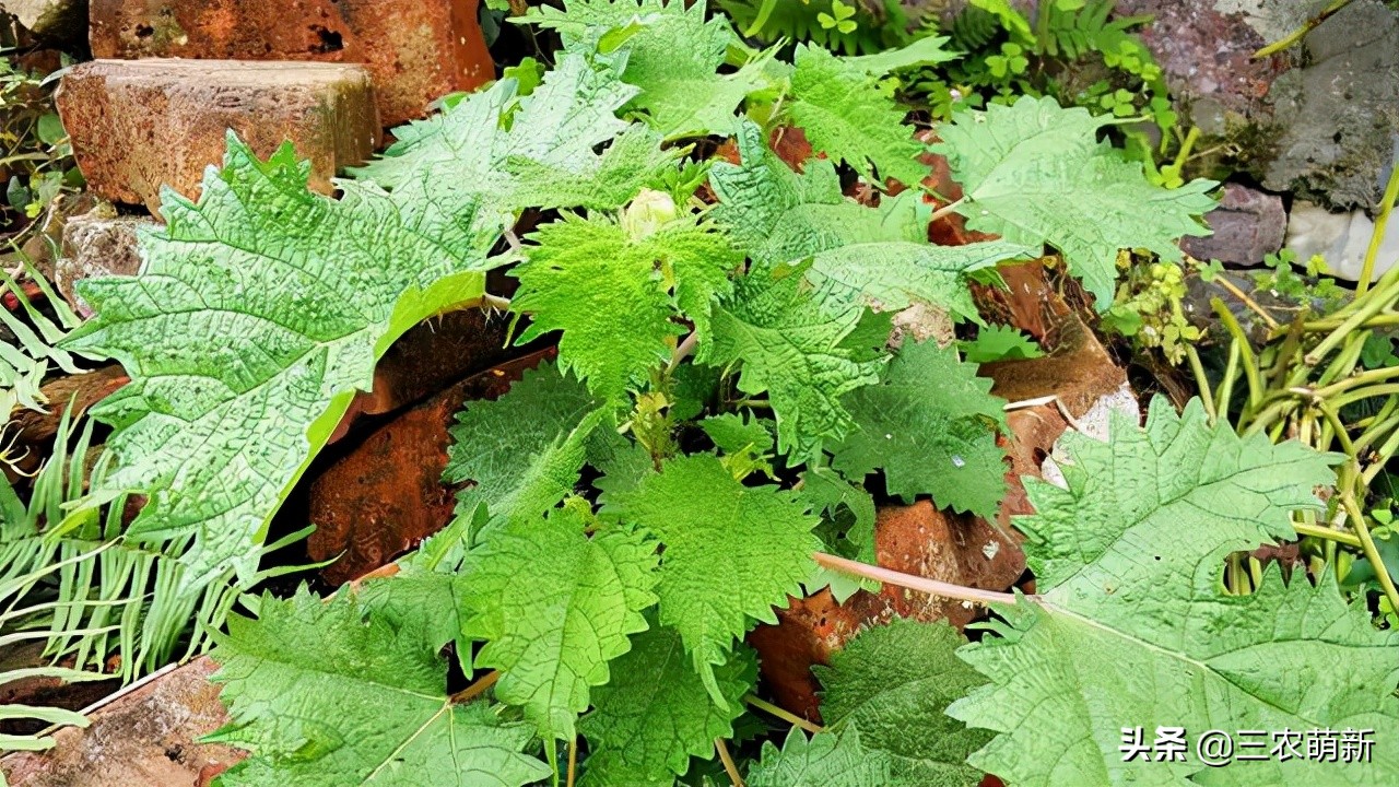 猪尾草的功效与作用(猪尾草的功效作用)-我的快乐小窝
