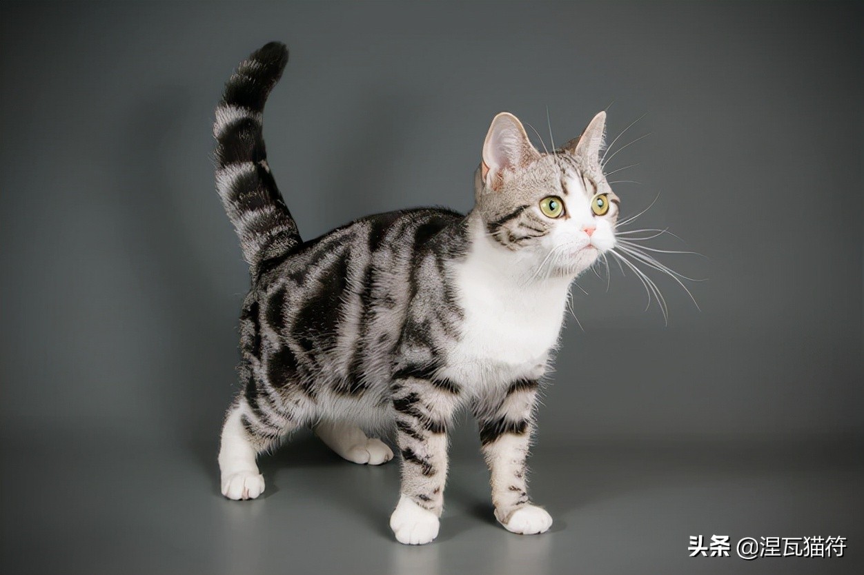美国短毛猫丨银虎斑加白