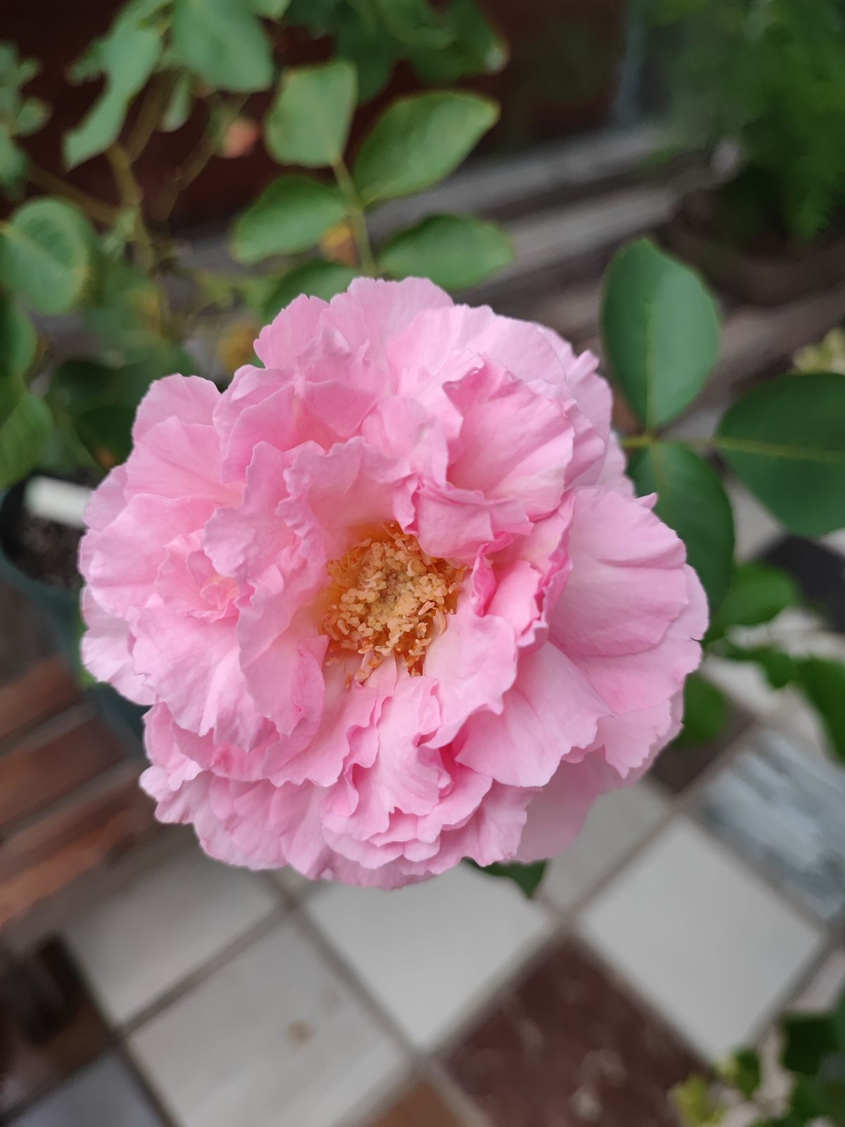 石榴花幾月開,石榴花幾月開花