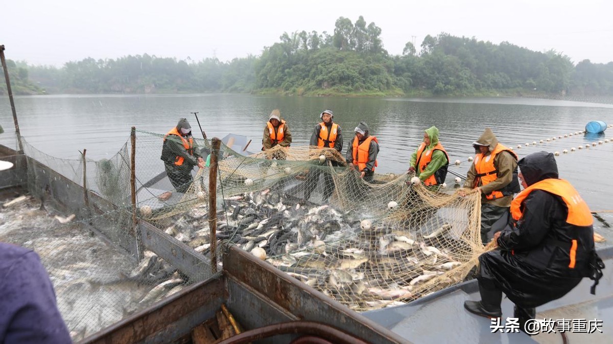 渝湖牌水库渔产业带动乡村振兴 实现年年有“渔”的致富路