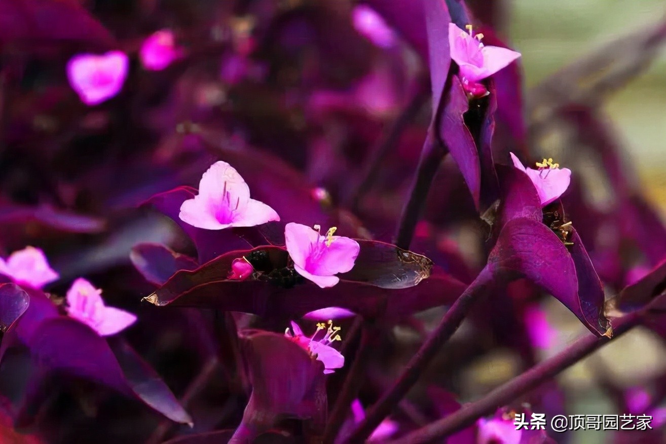 紫叶李简介（盘点15种适合庭院的彩叶植物）