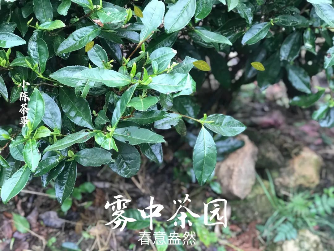 2款口粮级别的白茶，能存能喝又不贵，行家成箱往家里买