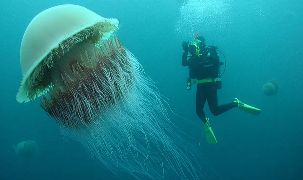 最大的海洋生物地球有史以來最大的海洋生物