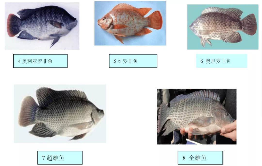 热带鱼——罗非鱼：中国人喜爱程度不高，美国人最爱的一条鱼