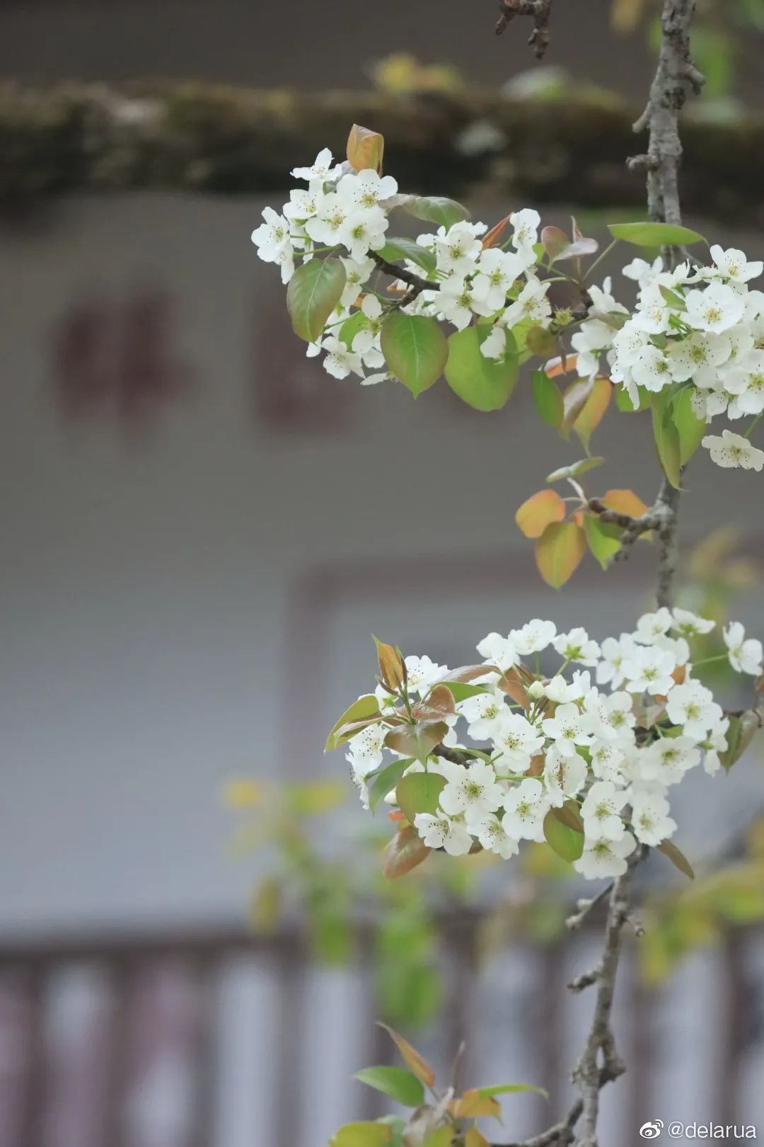 幸福像花儿一样！福州美成童话！