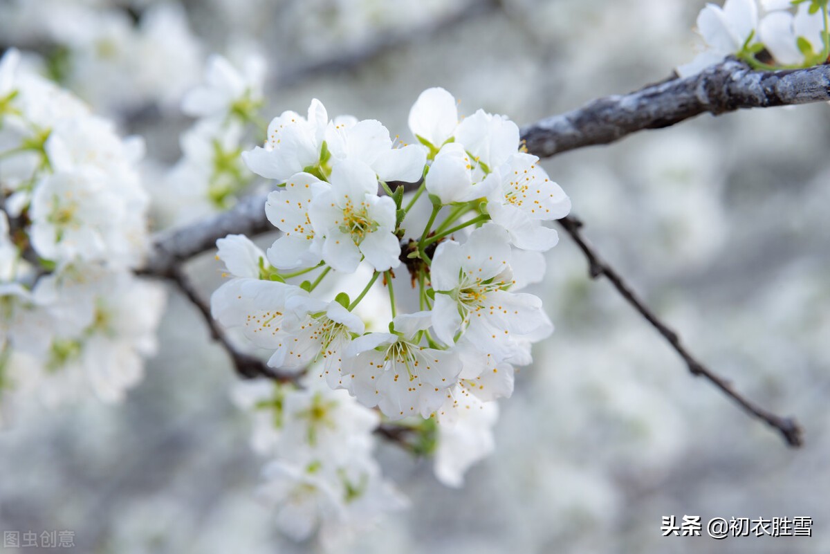 早春花信风之李花六首：谁将平地万堆雪，剪刻作此连天花