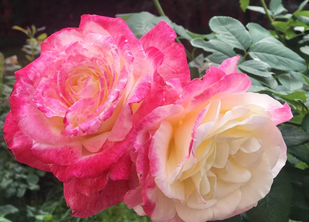 名贵月季品种(12种大花月季浓香抗性好个个都是精品)