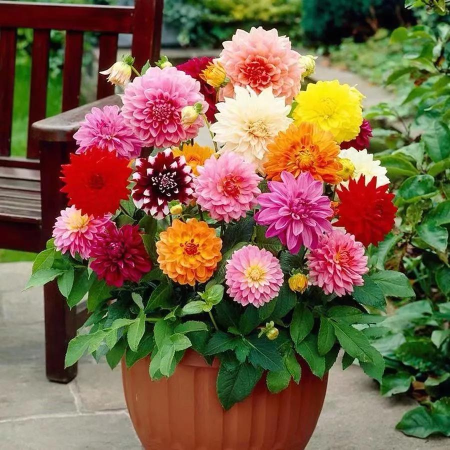花朵美图｜温柔甜美的初吻、大丽花、耧斗菜花朵合集160张