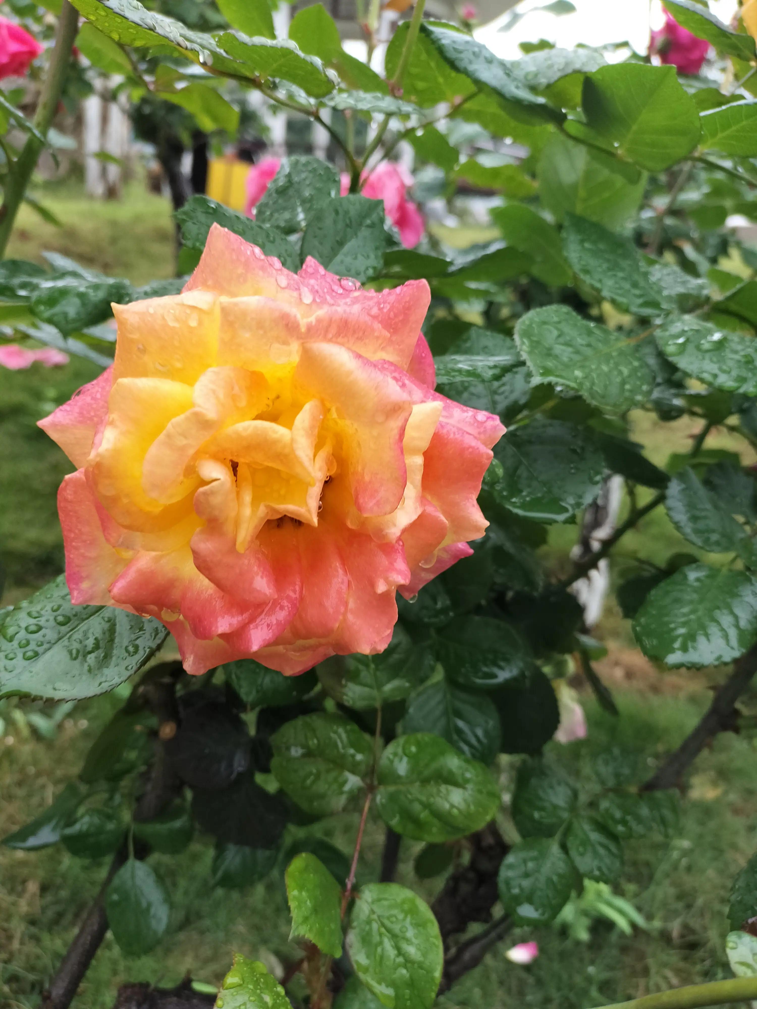 夏日校园限定，雨中的风景