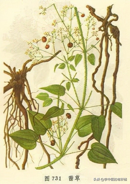 茜草的功效与作用凉血化瘀止血通经