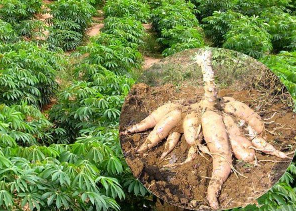 木薯粉的功效与作用(木薯既然能毒死人) - 行就行