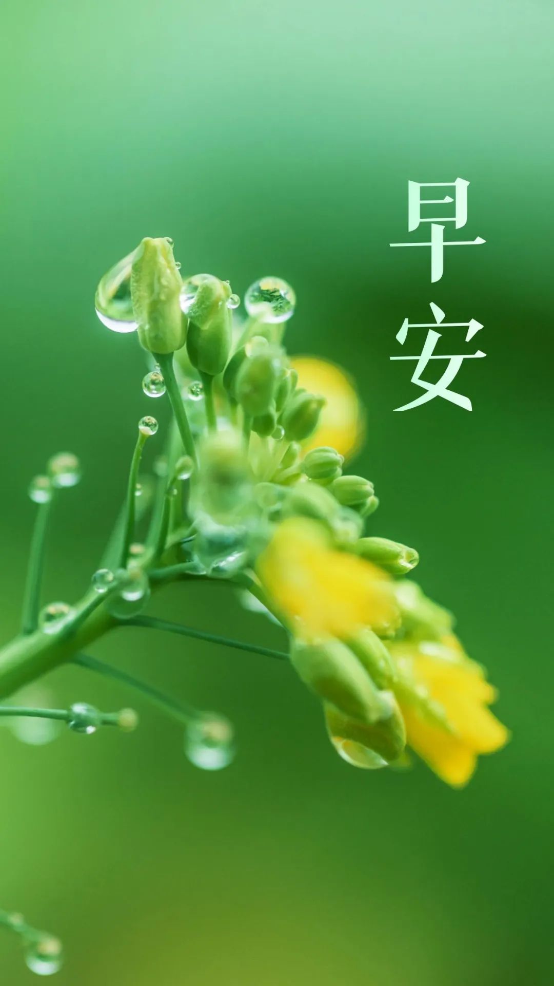 03.26」早安心语,正能量努力工作文案 新的一天问候语图片