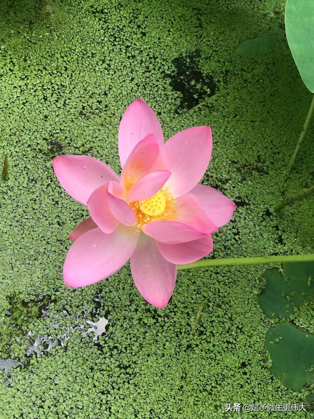 尽情说——平正章明花家地