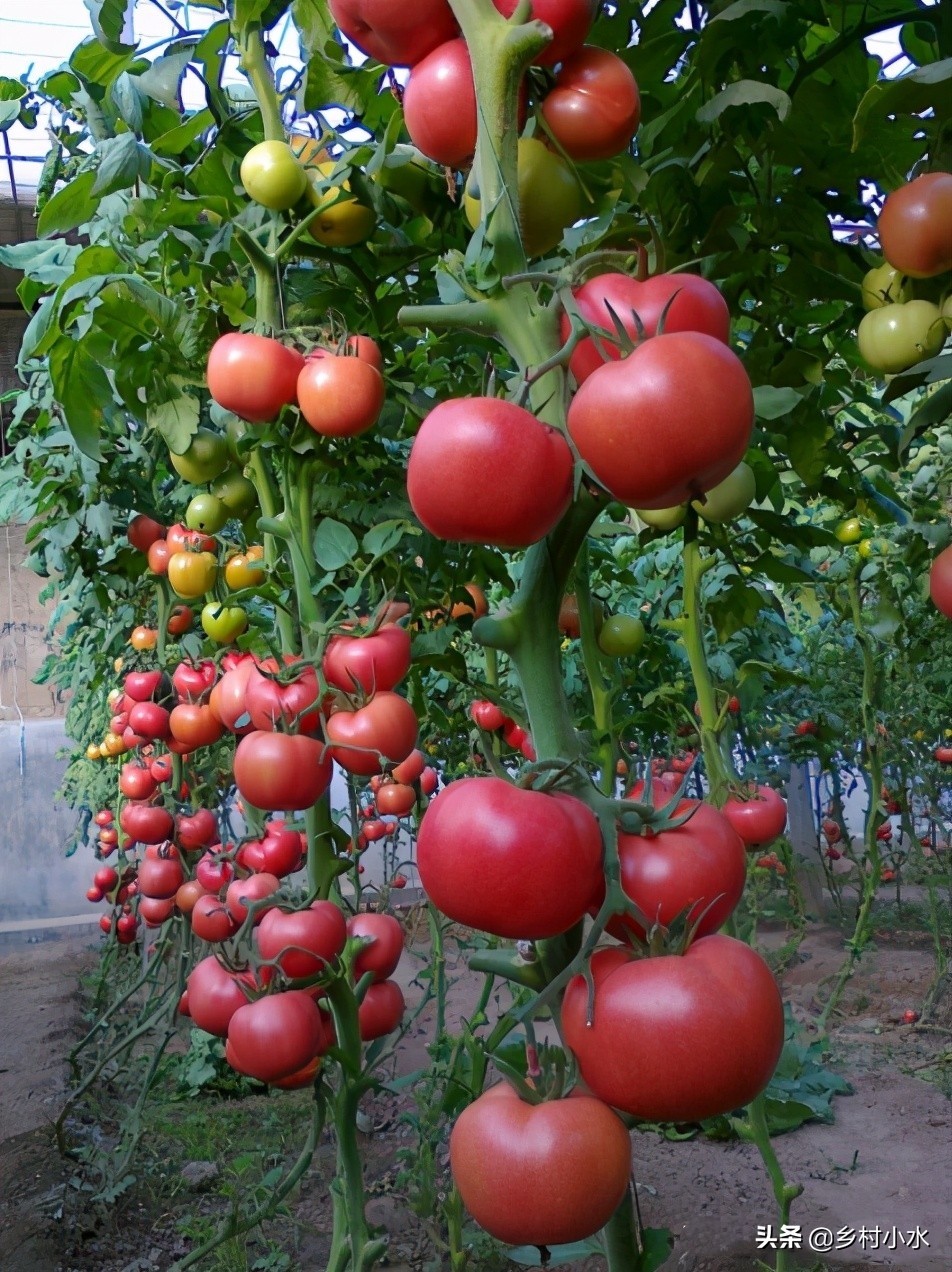 蔬菜种植有窍门，老祖宗总结出10句种菜“顺口溜”，句句饱含智慧