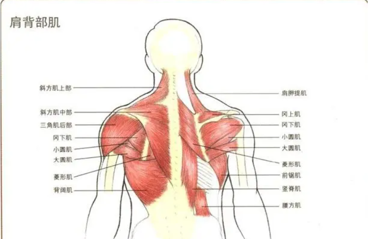 后背,肩胛骨疼痛,僵硬,怎么回事?做完这5个动作,缓解一大半