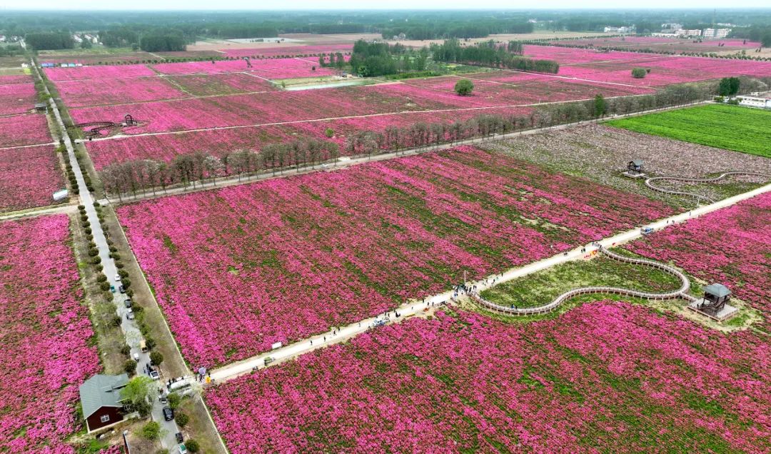 安徽亳州：芍药花儿开 静待客人来