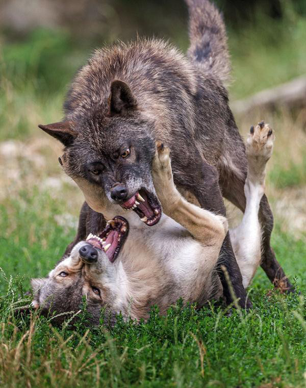 俄罗斯灰狼太强悍,4天咬死18只羊6只牧羊犬,为何在中国混不好?