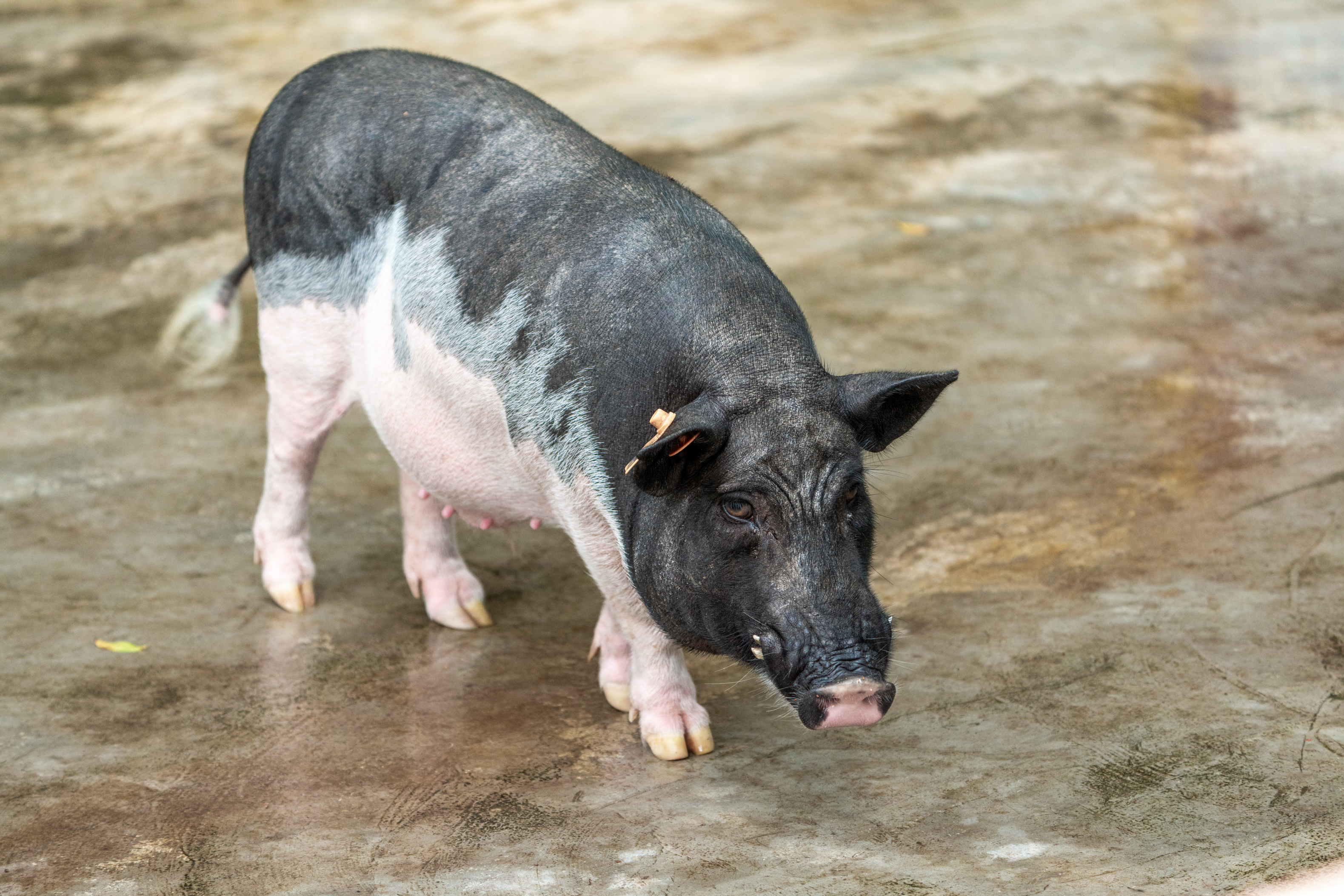 为什么要提倡生饲喂猪？