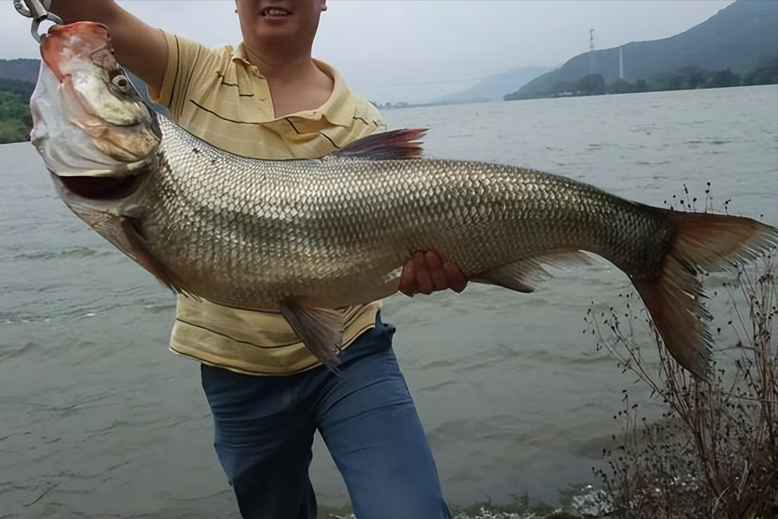 四川"翘嘴"泛滥上百吨,不乏米级大鱼,路亚人能否请缨出征?