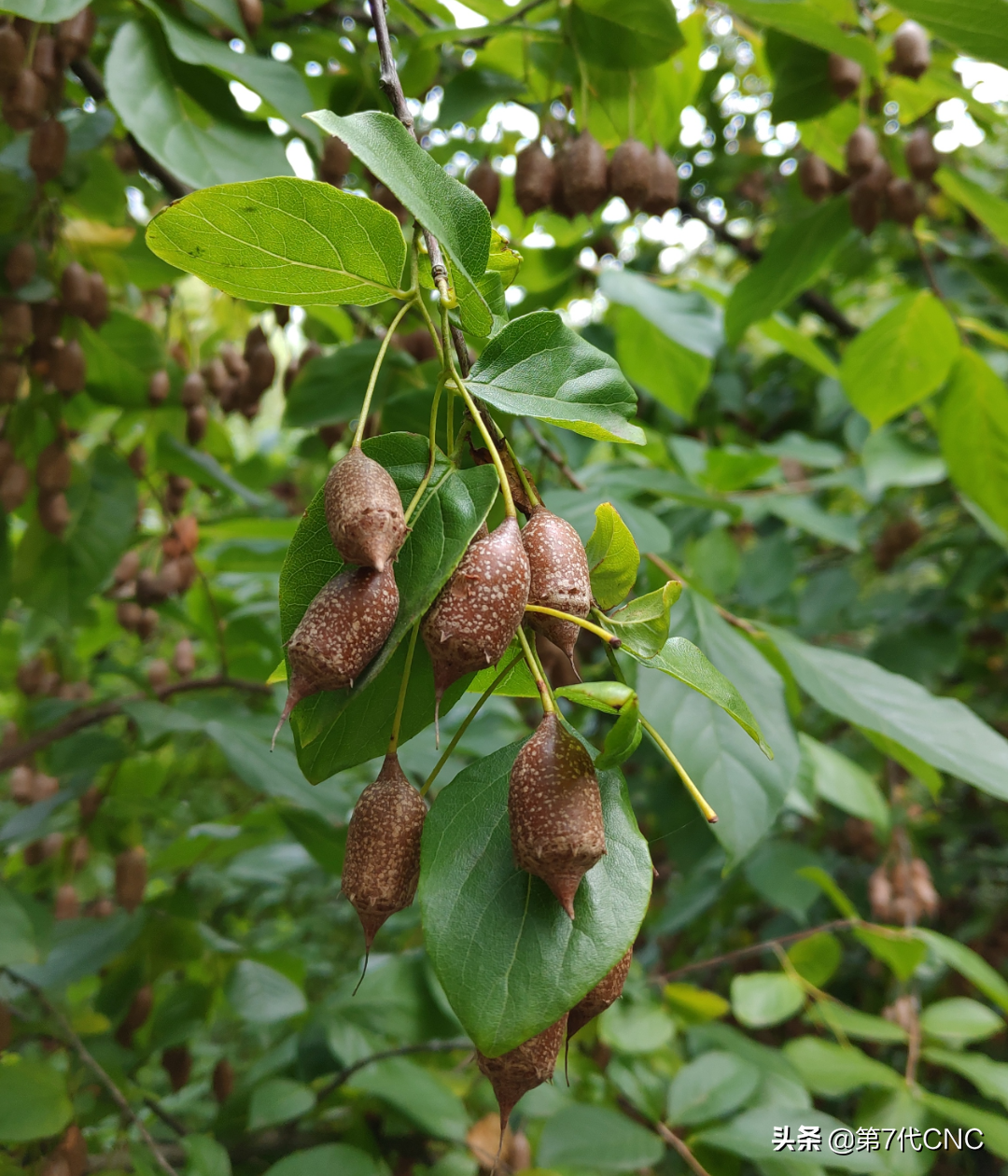 真的无患子佛珠多少钱(认识身边植物) - 价格百科