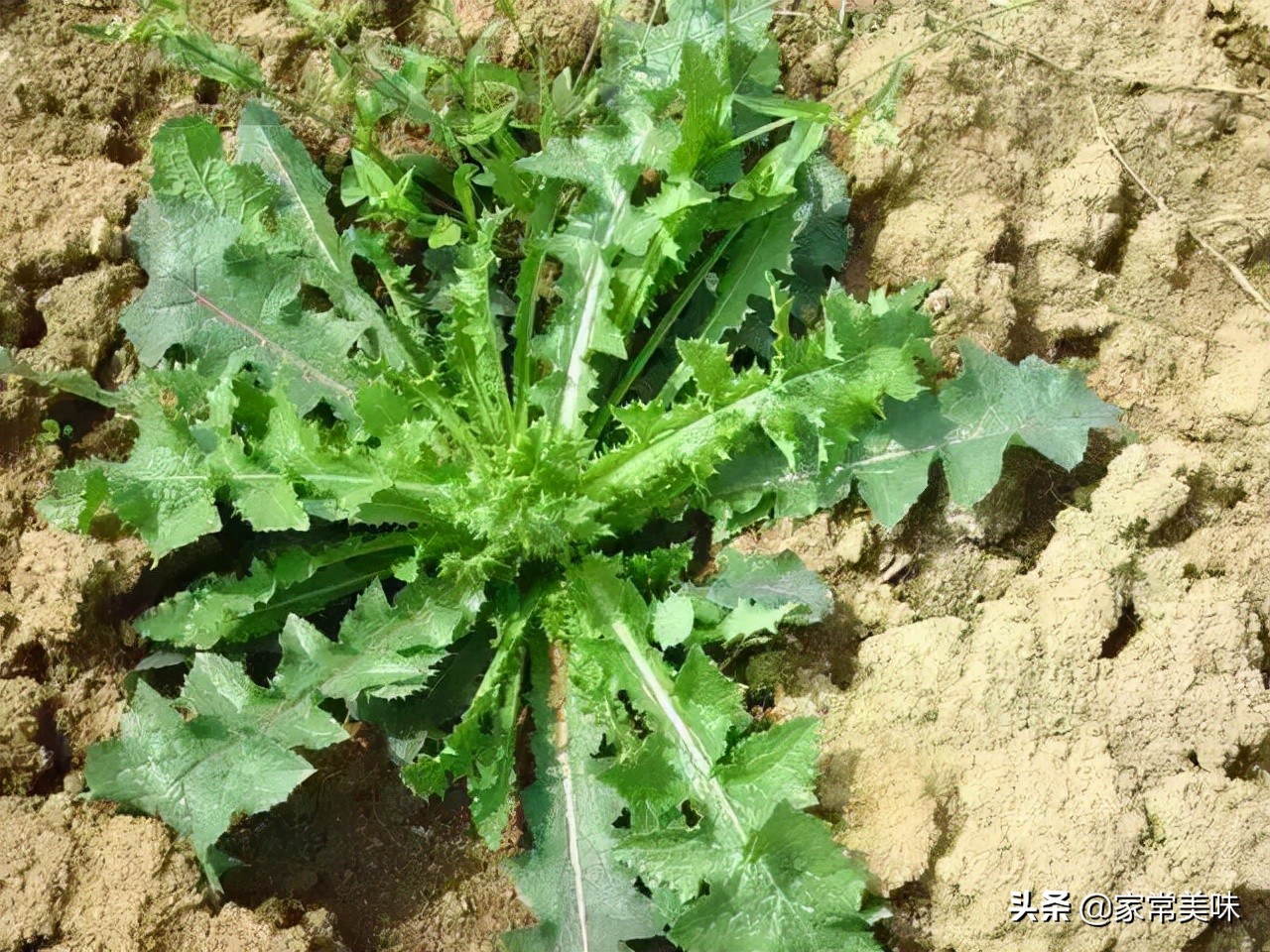 农村餐桌最常见的10种野菜，你吃过几种？见到它们你敢说都认识？