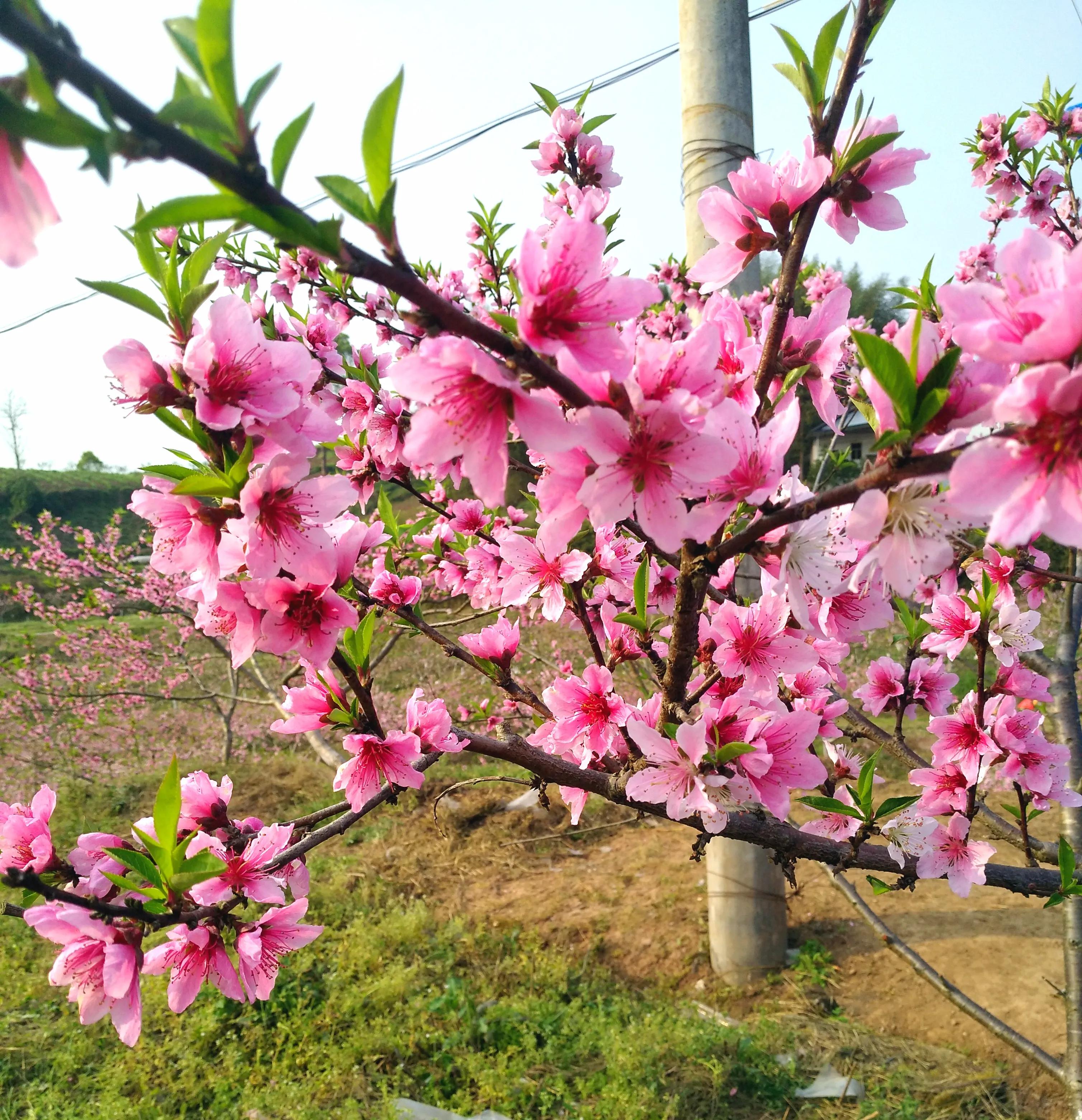 「散文」三月春风来,又见桃花开