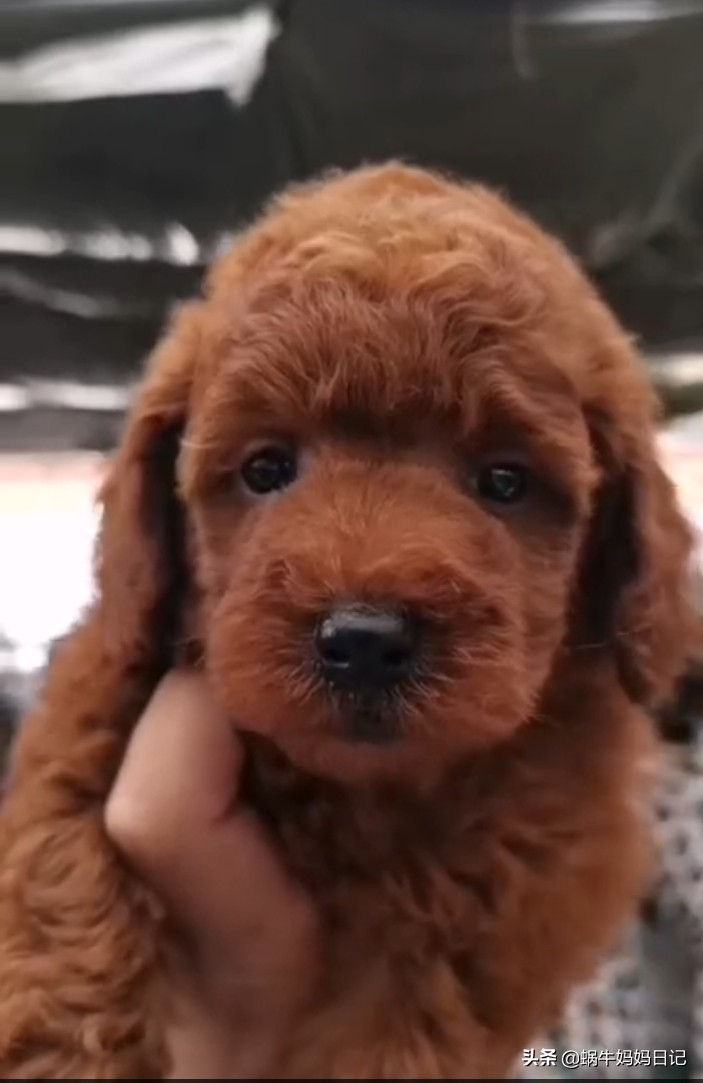 小豆眼,嘴巴稍长,没有苹果脸和娃娃脸的泰迪可爱,有点呆萌,品相一般