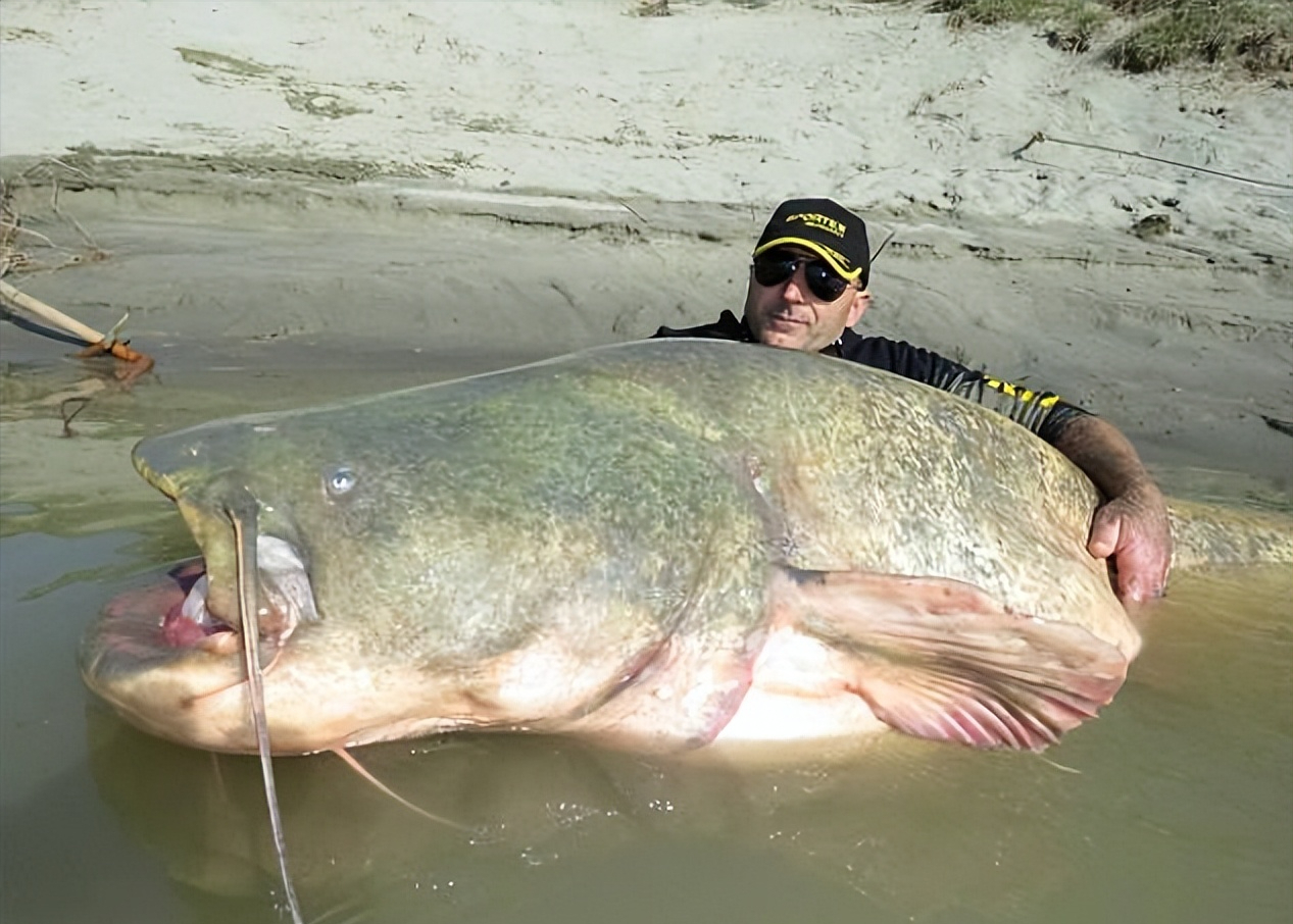 四川钓友钓到89斤"鲶鱼王"多人劝放生,网友:养起来