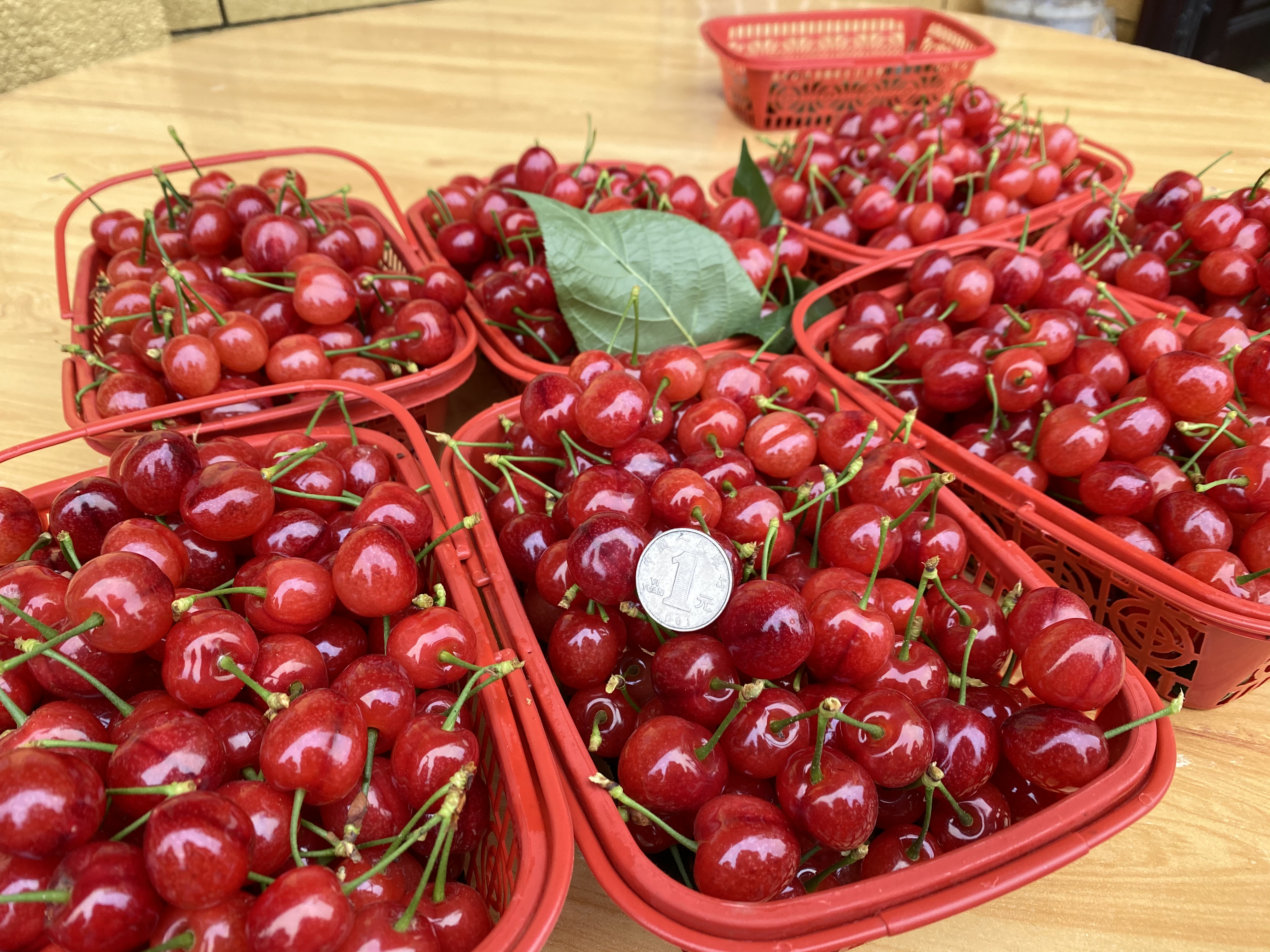 冬日樱桃苗病害防御要素,厚强樱桃苗再次强调