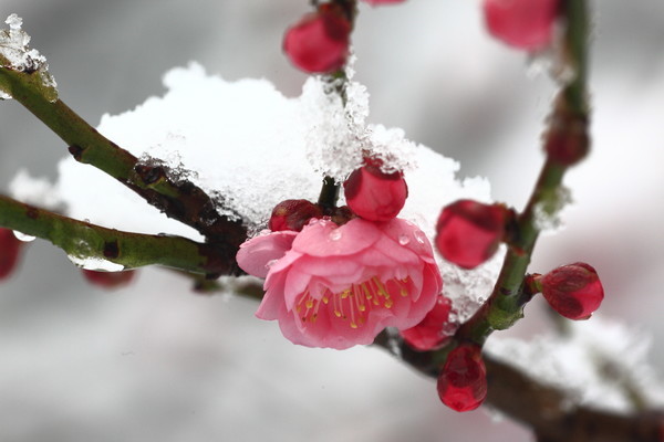 冰雪林中著此身，不同桃李混芳尘——梅花风骨，一枝独开天下春