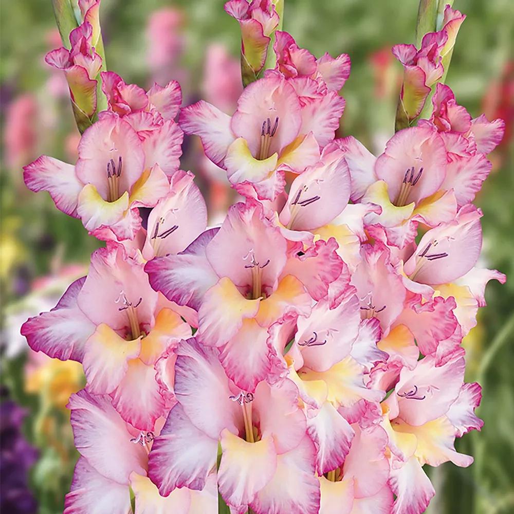 花朵美图｜温柔甜美的初吻、大丽花、耧斗菜花朵合集160张