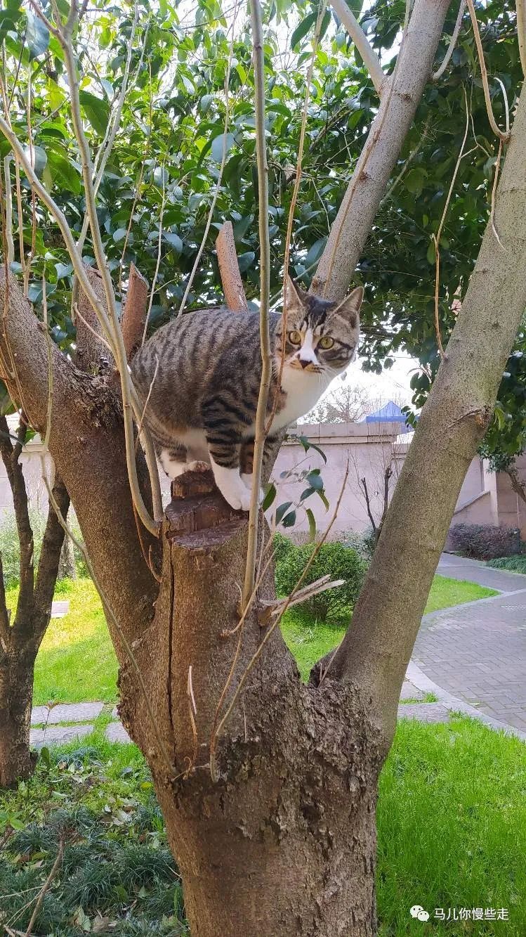 猫生得意——永秀随笔