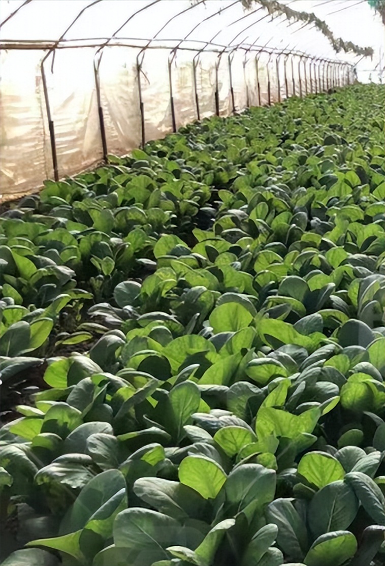 澳洲菜价成倍飙涨，华人商超吐苦水，华裔菜农悲鸣