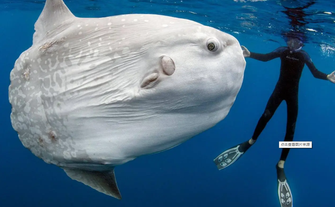 最大的海洋生物地球有史以来最大的海洋生物