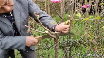 春季园林花木栽管措施知多少