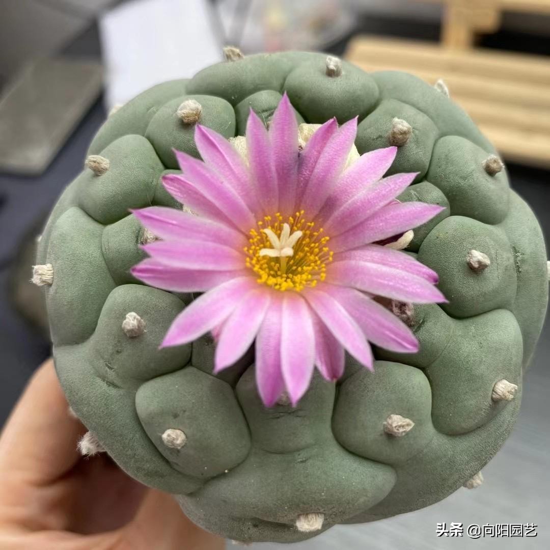 仙人球都能养死?养这9个品种,刺少不扎手,60天浇一次水