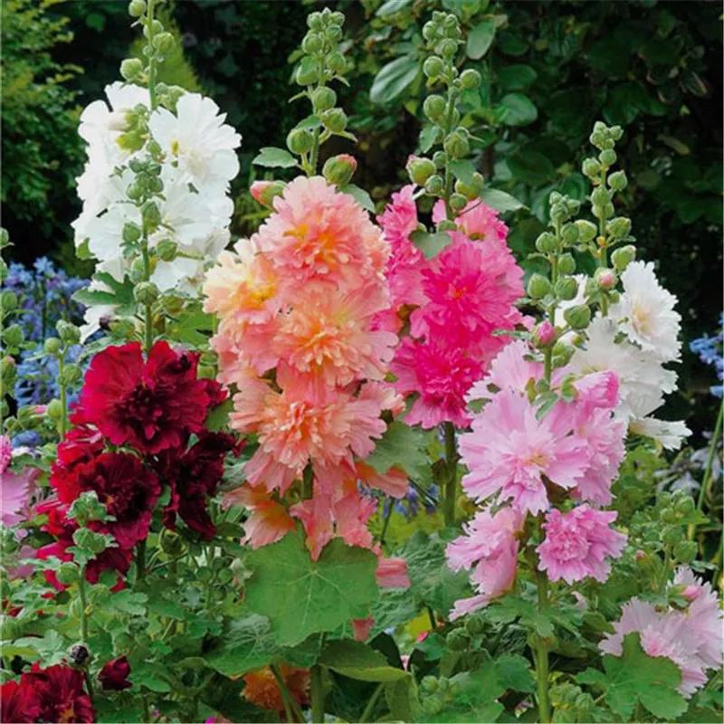 花朵美图｜温柔甜美的初吻、大丽花、耧斗菜花朵合集160张