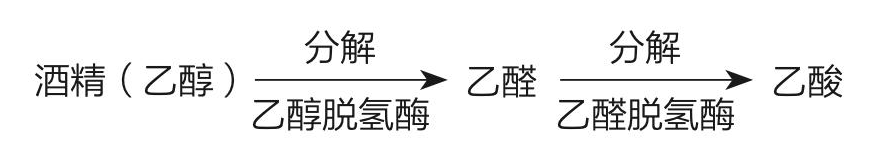 年轻人的肝是怎么“坏掉”的？今天就告诉大家真相