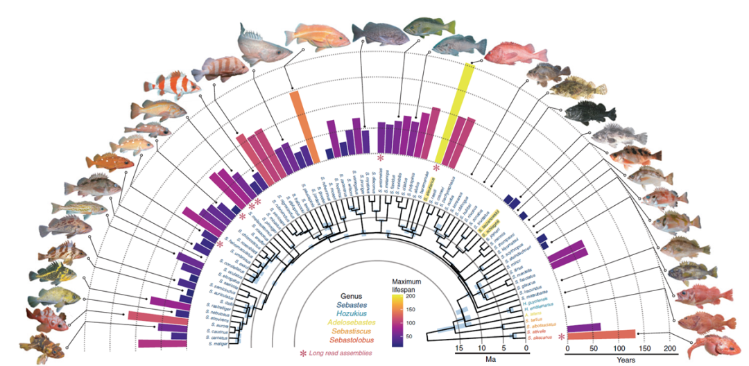 Science | 多物种测序揭示长寿的驱动基因