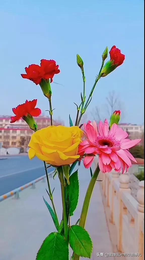 关于花的唯美说说带图片大全配图「搞笑」 _qq说说网