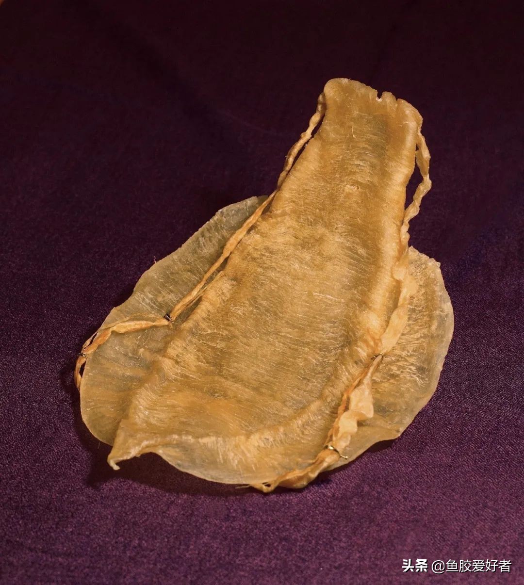 鱼胶届的劳斯莱斯,金钱鳘鱼胶为何能称霸鱼胶之王呢