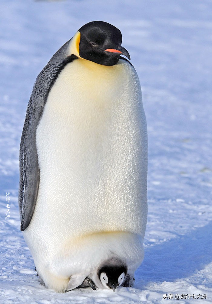 「南极」七次南极之行中我拍到的九种企鹅