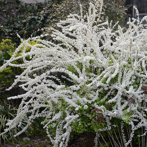 描写无根的花的优美句子