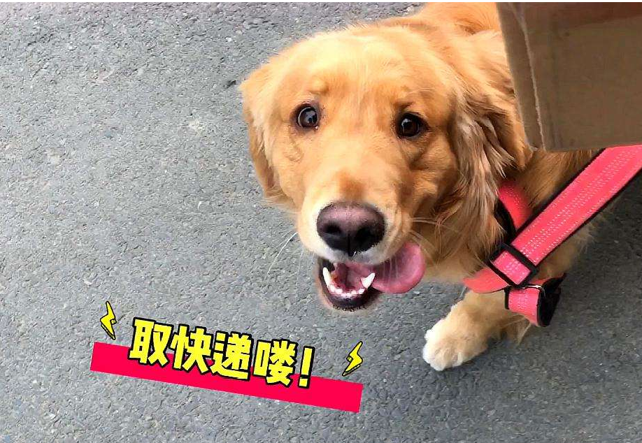 柯利牧羊犬（这6种大狗可以放心养不会被罚款）