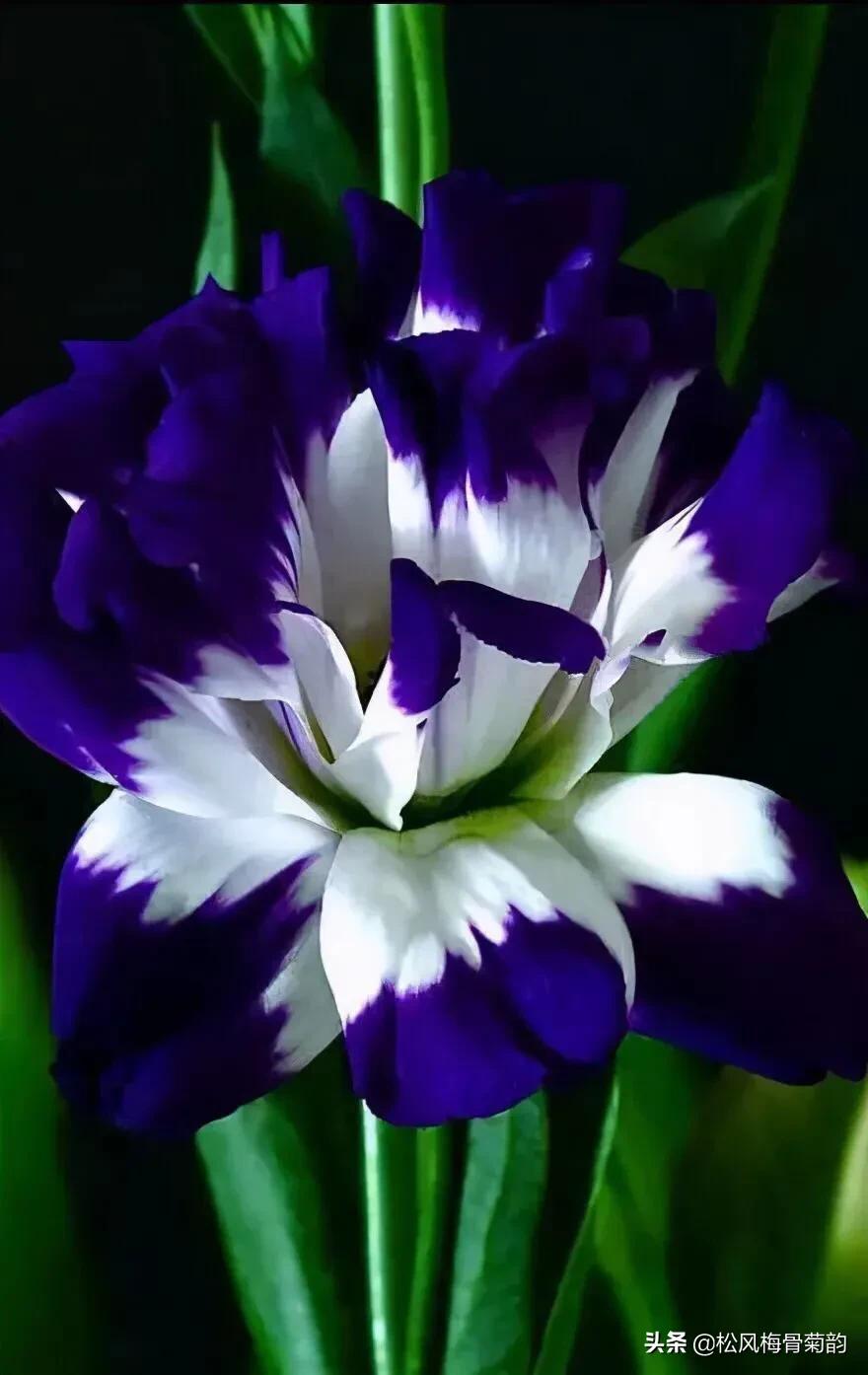 分享图片最美最稀少的花，你见过几种