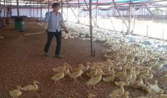 如何快速消除旱鸭场腥臭味及把鸭粪变成有机肥？