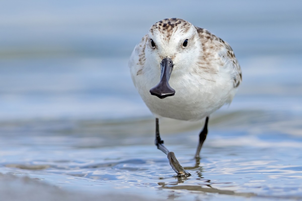 以热爱为名发现自然之美 那些野性瞬间背后的故事