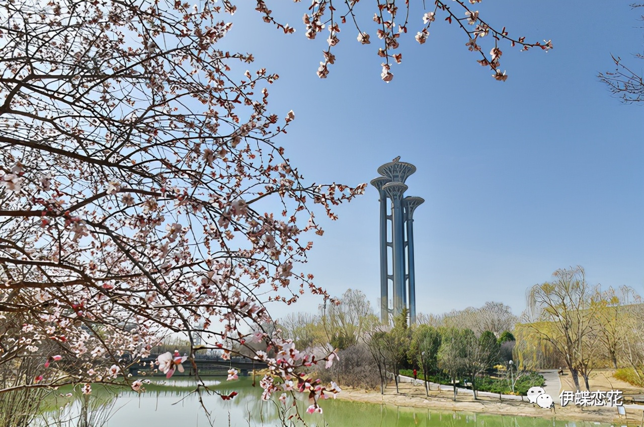 山桃花和桃花有什么区别（教你从四方面区分山桃花和桃花）